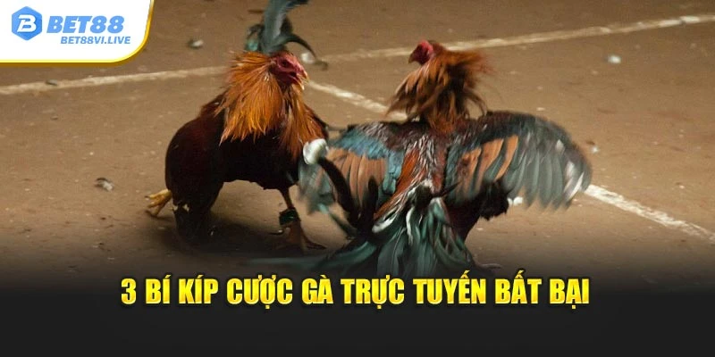 3 bí kíp cược gà trực tuyến bất bại