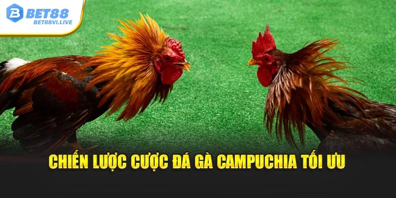 Chiến lược cược đá gà Campuchia tối ưu