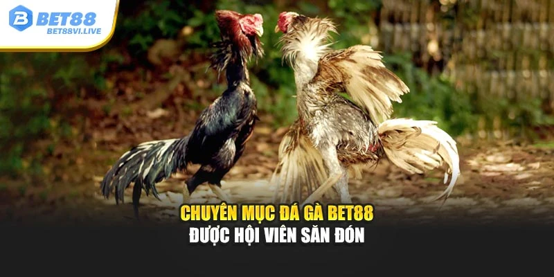 Chuyên mục đá gà Bet88 được hội viên săn đón