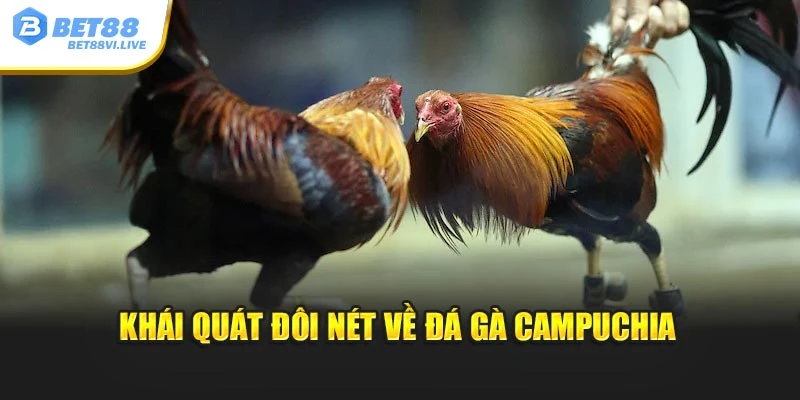Khái quát đôi nét về đá gà Campuchia