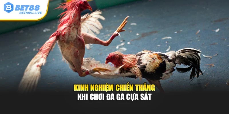 Kinh nghiệm để chiến thắng khi chơi đá gà cựa sắt