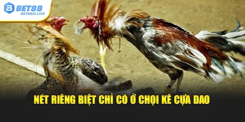 Nét riêng biệt chỉ có ở chọi kê cựa dao