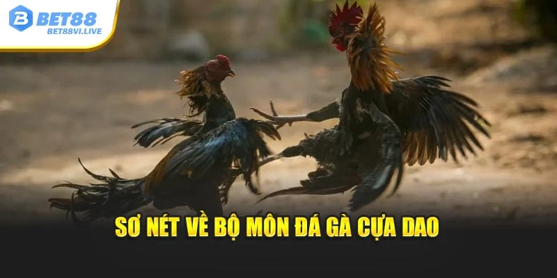 Sơ nét về bộ môn Đá Gà Cựa Dao