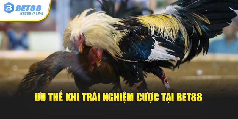 Ưu thế khi trải nghiệm cược tại Bet88
